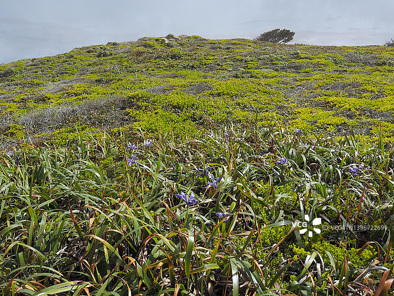 豆 hollow 州立公园海滩上的野花图片素材