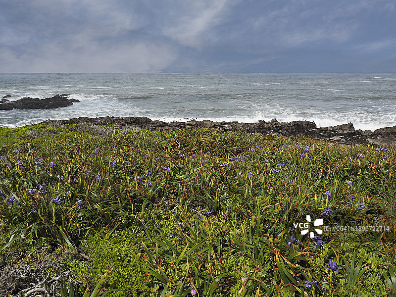 豆 hollow 州立公园海滩上的野花图片素材