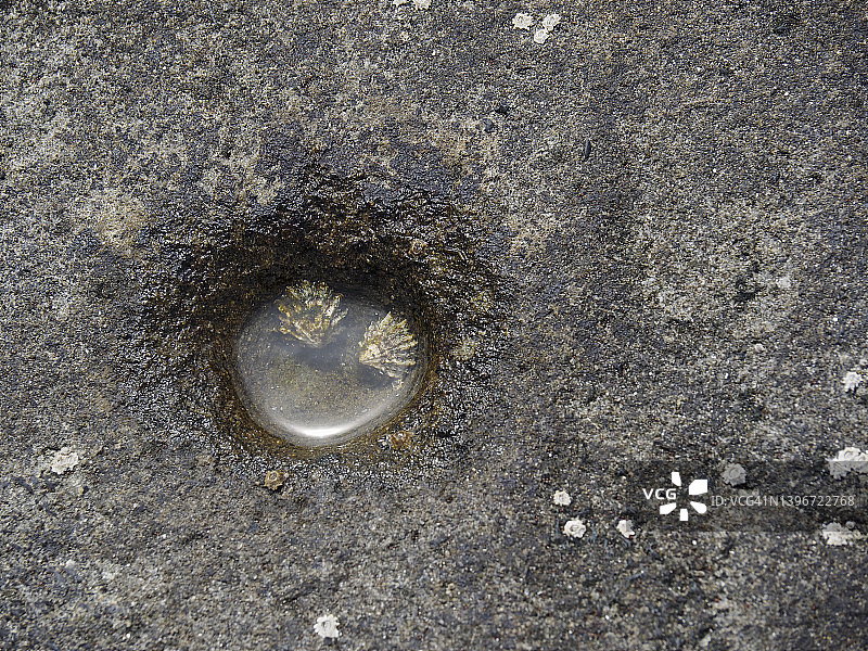 加利福尼亚州豆中空州立海滩水坑中的两个帽贝图片素材