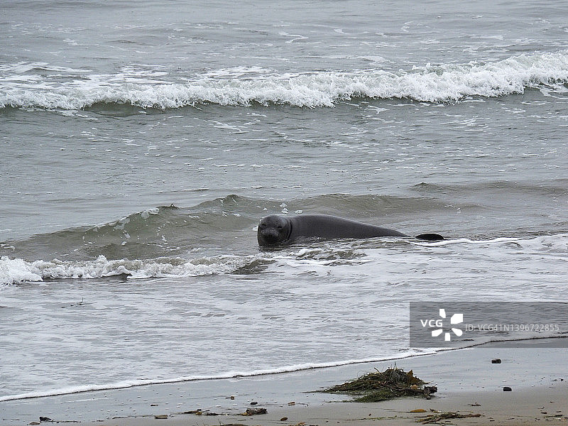 新的一年州立公园的海象图片素材