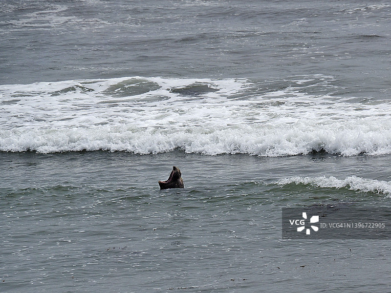 新的一年州立公园的海象图片素材