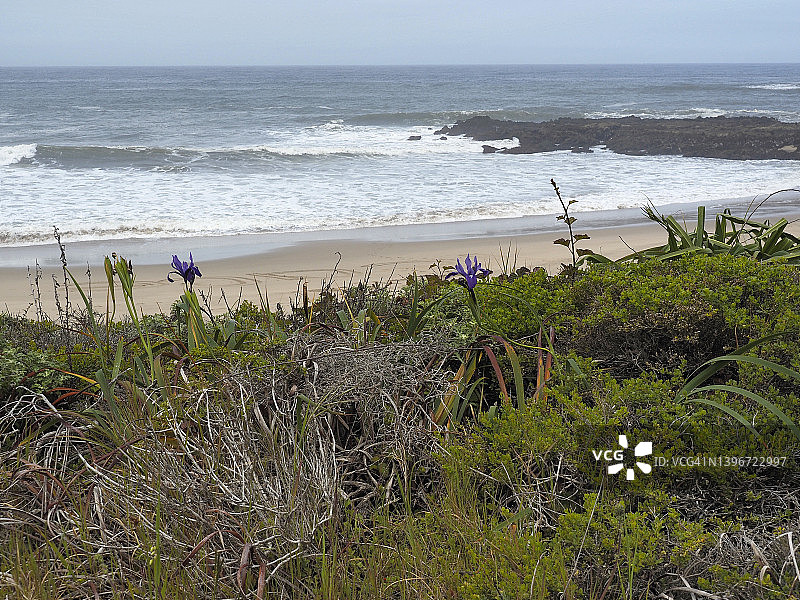 豆穴州立海滩上盛开的野生鸢尾花图片素材