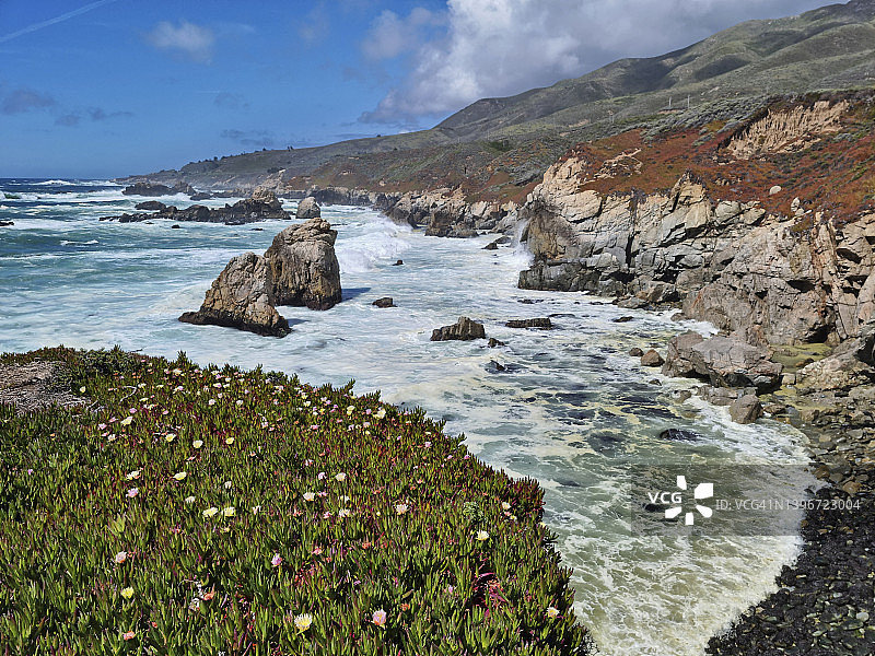 加拉帕塔州立公园的冰叶日中花图片素材