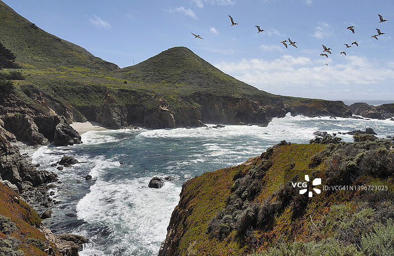 加拉帕塔州立公园蒙特雷的蓝天下飞翔的鹈鹕图片素材