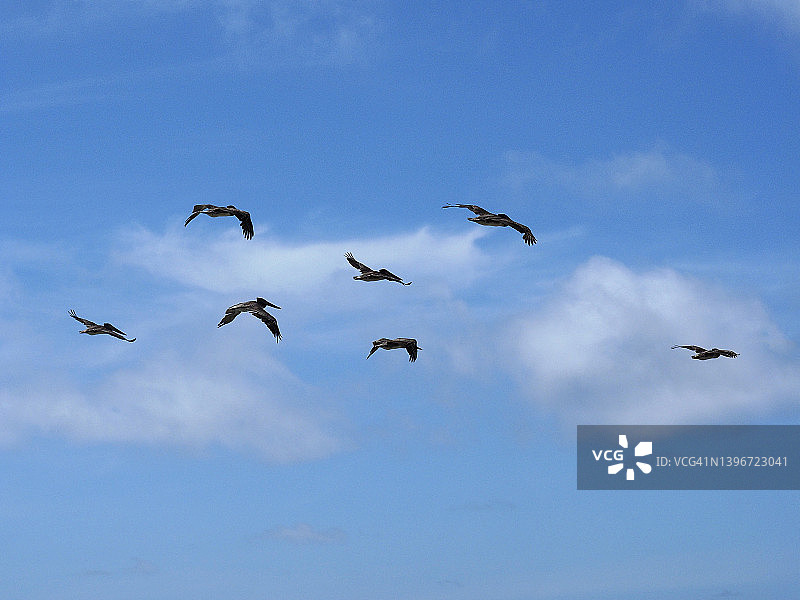 鹈鹕在蓝天下飞翔，蒙特雷，加利福尼亚州图片素材
