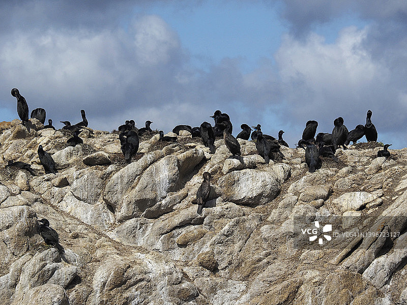 鹈鹕和鸬鹚，加利福尼亚州洛博斯角州立自然保护区吉列莫特岛悬崖图片素材