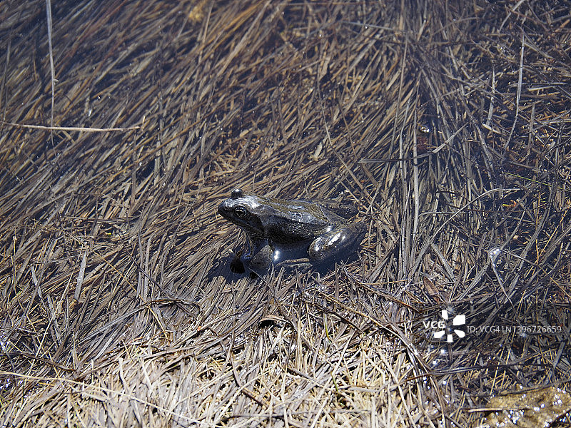 藏在阿尔卑斯山池塘芦苇中的普通青蛙图片素材
