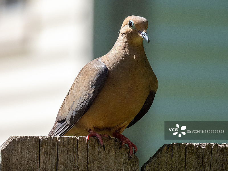 Mourning那里图片素材