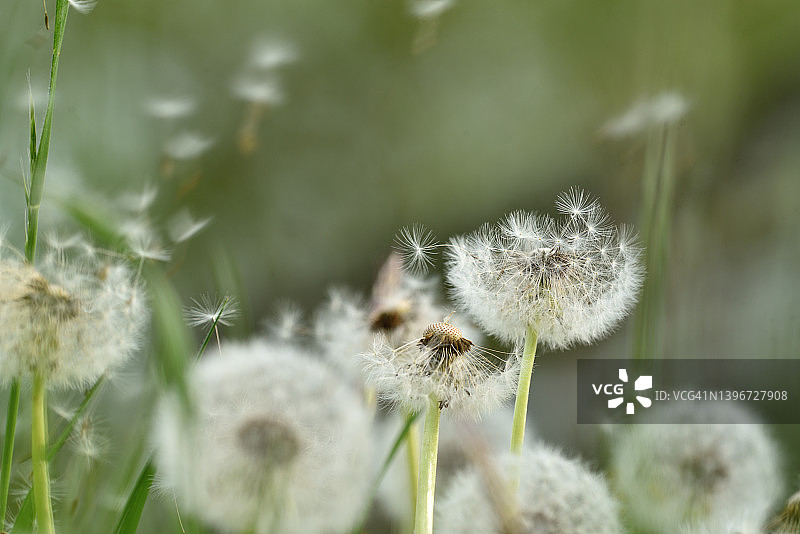 蒲公英图片素材