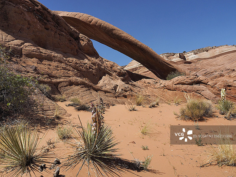 犹他州朱红悬崖国家纪念碑眼镜蛇拱门图片素材