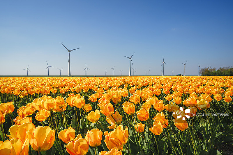 荷兰东北圩田的郁金香花田和风力涡轮机图片素材