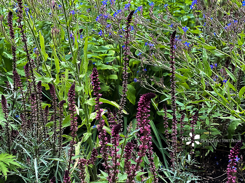 盛开的勃艮第鹅颈委陵菜图片素材