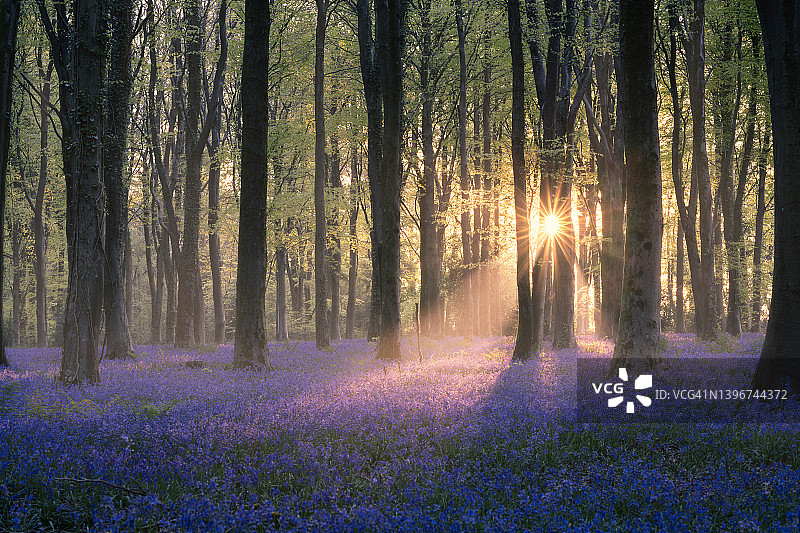 雾中的风铃草图片素材