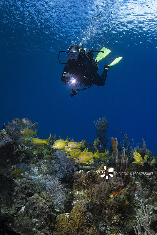 加勒比珊瑚礁和潜水员图片素材