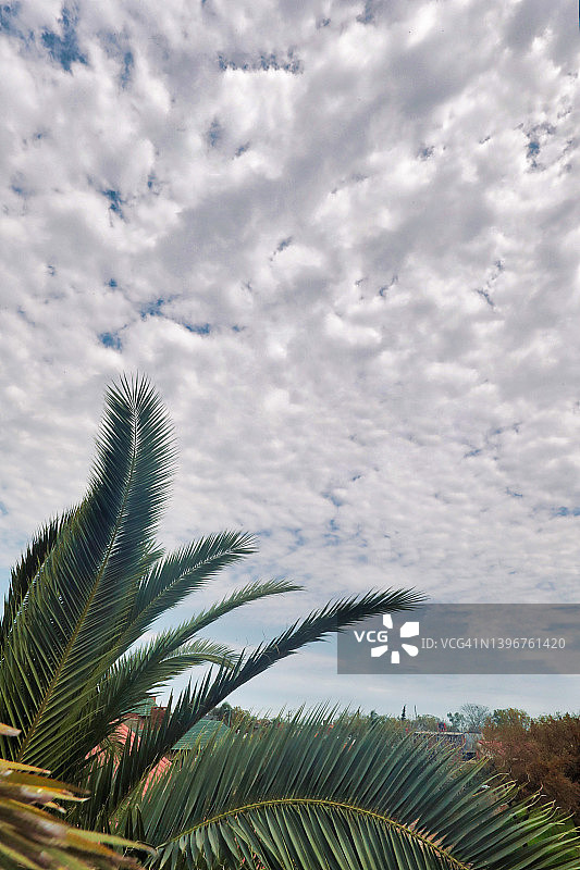 前景是棕榈叶的多云天空图片素材