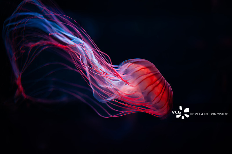 黑色背景上水母的亲密细节图片素材