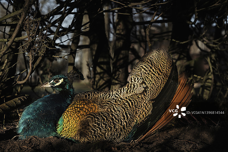 树枝上美丽的孔雀特写图片素材