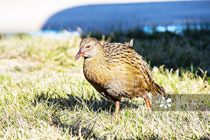 新西兰亚伯塔斯曼国家公园阳光下的Weka鸟（林韦鸟）特写肖像图片素材