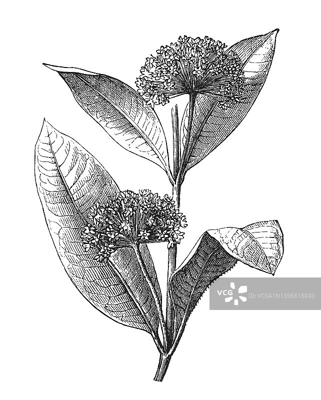 普通马利筋、蝴蝶花、乳草、丝状海 swallow-wort或弗吉尼亚乳草(Asclepias syriaca)古老雕刻插图图片素材
