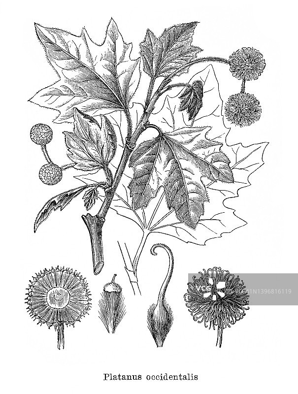 美国梧桐树、美洲梧桐树、西平树、西平树、梧桐树和水山毛榉(西洋Platanus occidentalis)的古老雕刻插图图片素材