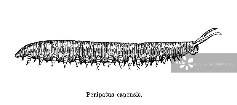 栉蚕科（Peripatopsis capensis）中的天鹅绒虫的老式雕刻插图图片素材