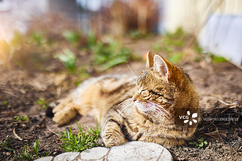 在阳光下沐浴的院猫图片素材