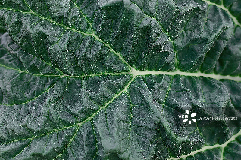 树叶全景照片图片素材