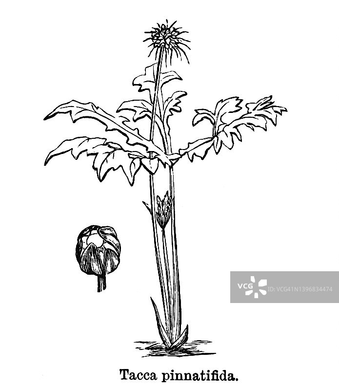 薯蓣科植物：玻里尼西亚竹芋古老雕刻插图图片素材