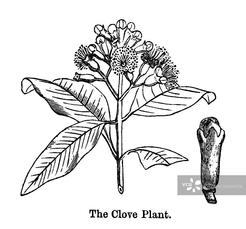 丁香植物（Caryophyllus Aromaticus）古老雕刻插图图片素材
