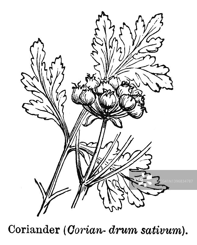 植物学古老雕刻插图 - 芫荽（香菜）图片素材