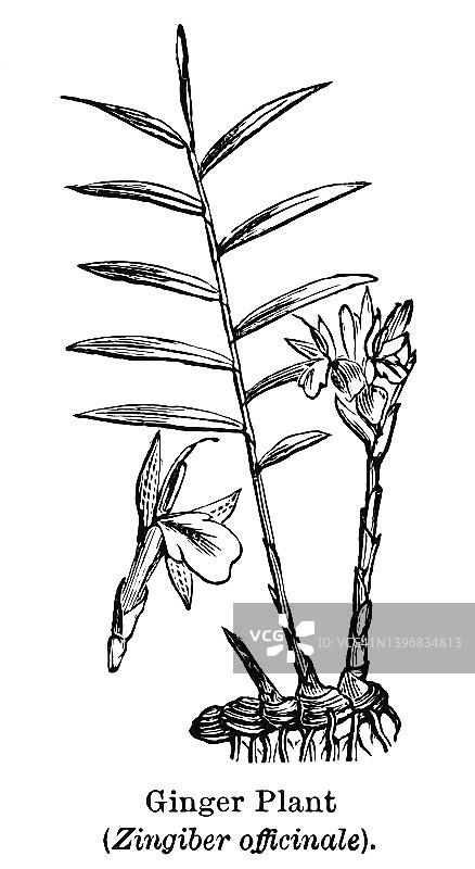 姜植物学古老版画插图图片素材