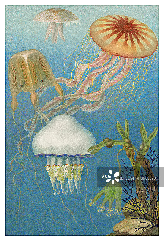 不同类型的海蜇古老彩色石印插图图片素材
