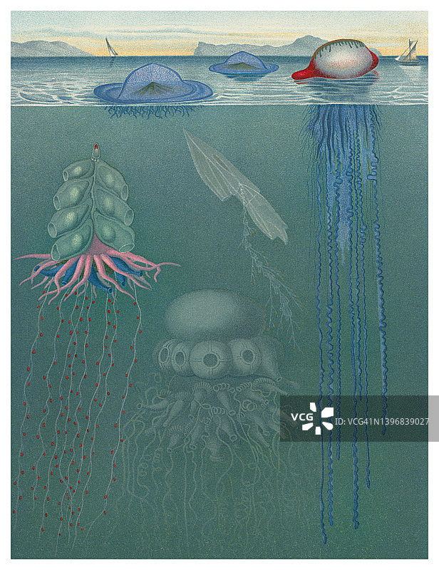 古代彩色石印插图：漂浮的水螅体图片素材