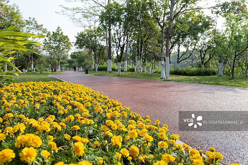 春季公园路边的黄色花朵图片素材