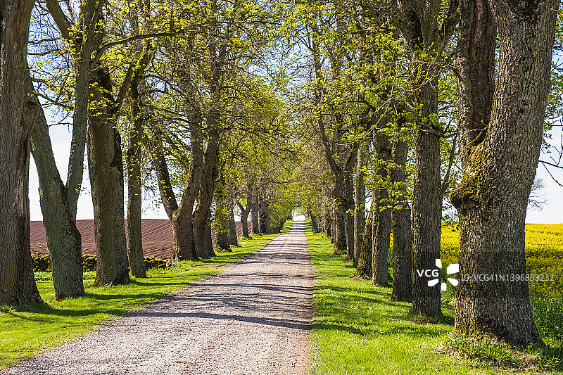春季乡村的林荫土路图片素材