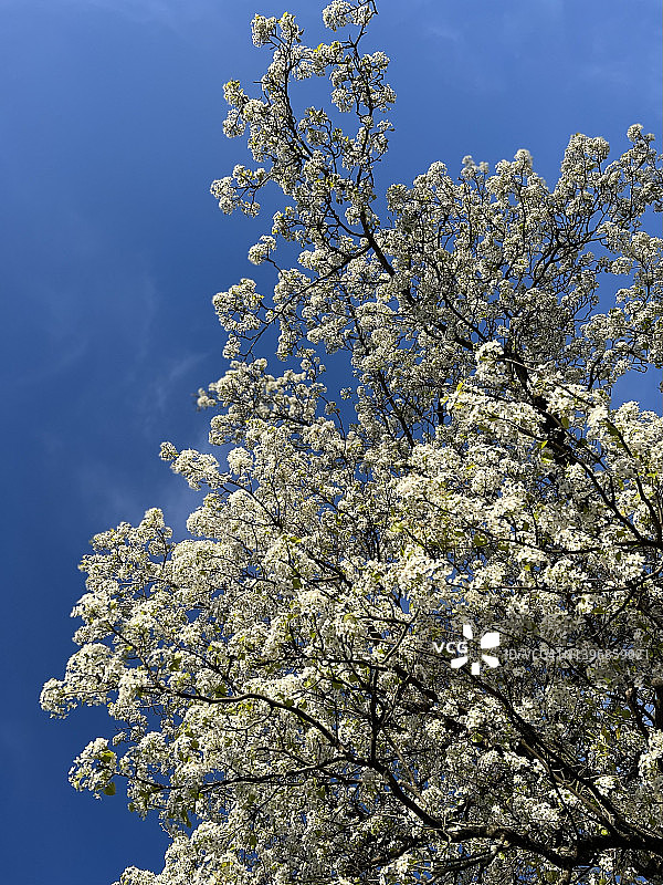 春季花卉图片素材