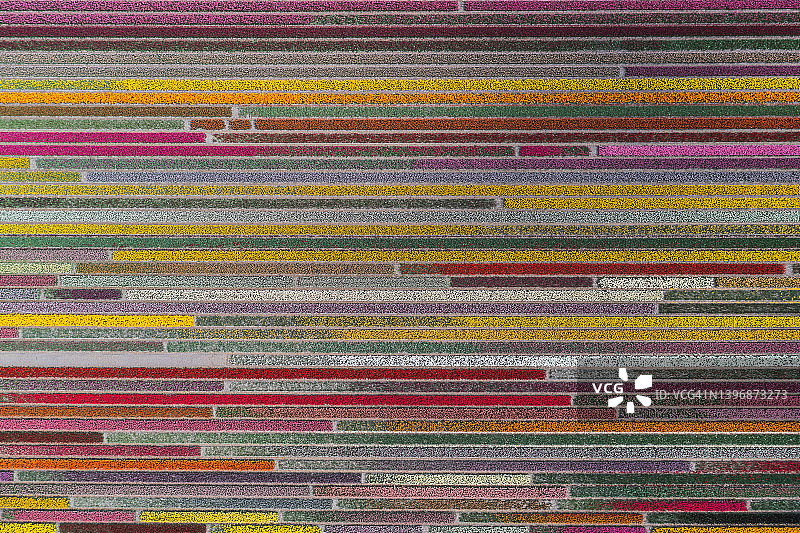 鸟瞰荷兰北荷兰省条纹郁金香花田图片素材