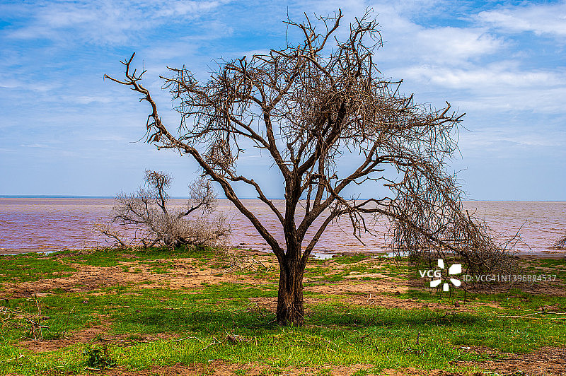 坦桑尼亚曼雅拉国家公园的枯树图片素材