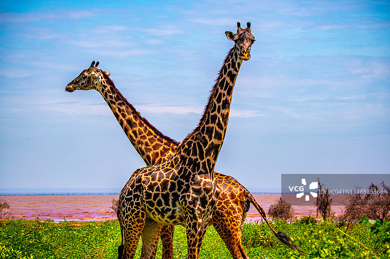 坦桑尼亚，曼雅拉湖国家公园的⻓颈⿅图片素材