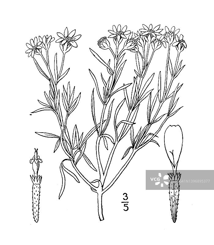 古董植物学植物插图：巴伊亚图片素材