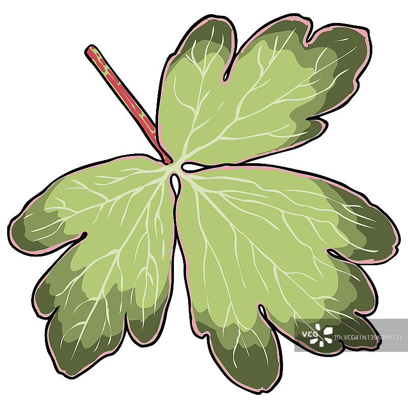 耧斗菜或欧洲耧斗菜植物绿叶图片素材