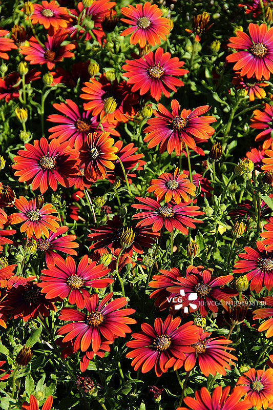 海角雏菊图片素材