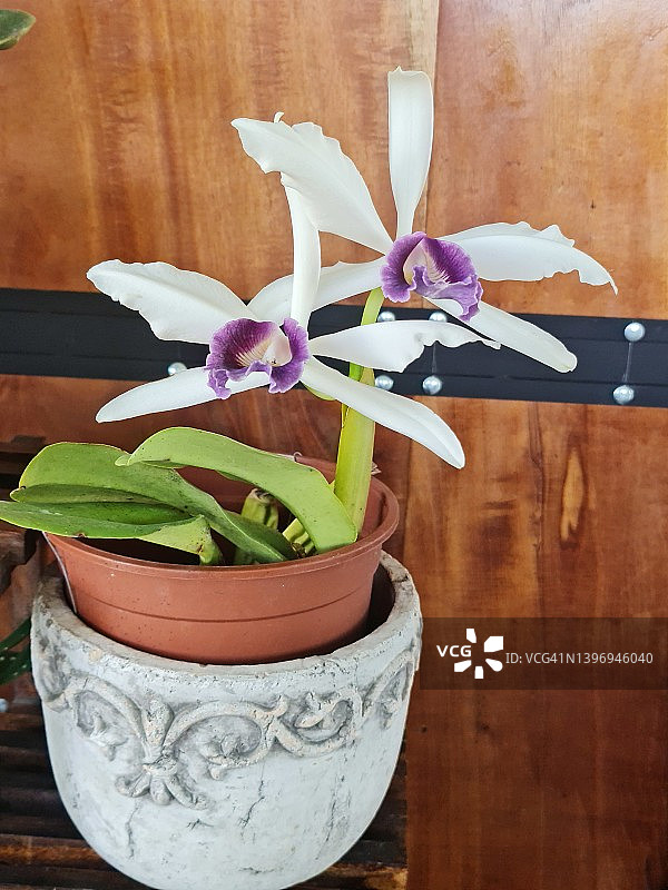 哥斯达黎加美丽的卡特兰兰花图片素材