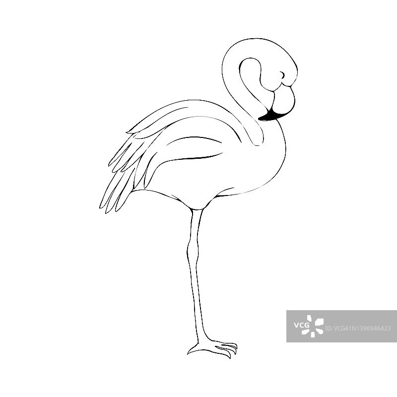 手绘粉色火烈鸟矢量图图片素材