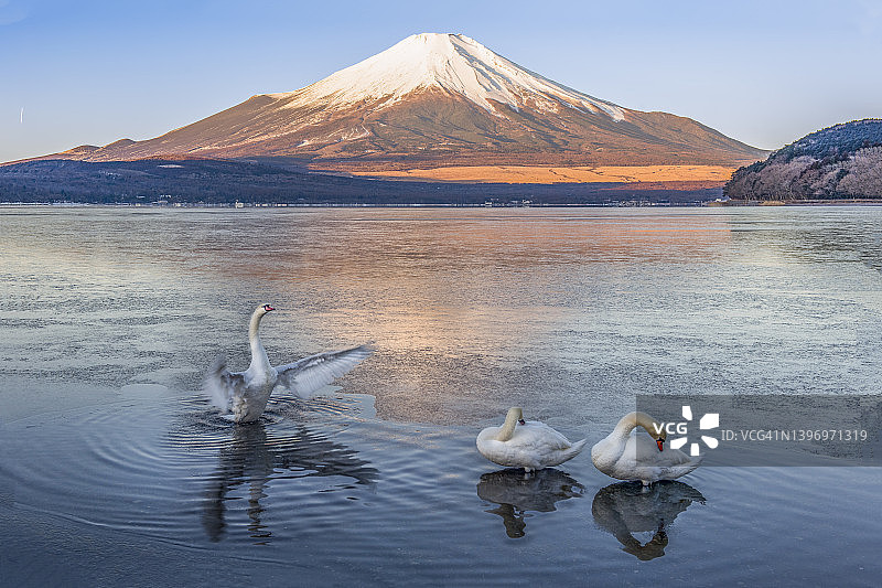 冬季山中湖，富士山背景下的白天鹅图片素材