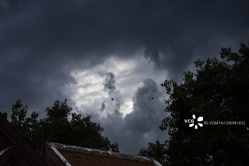 雨季高树戏剧性景观云图片素材