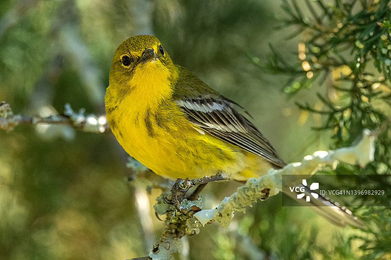 亨廷顿海滩州立公园的黄松莺图片素材