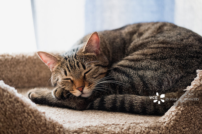 正在睡觉的条纹蓬松小灰猫，蜷缩在宠物床上休息图片素材