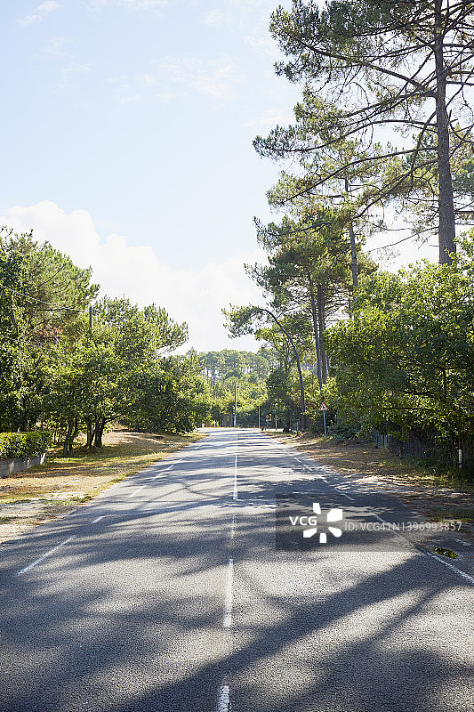 阳光明媚的森林公路图片素材