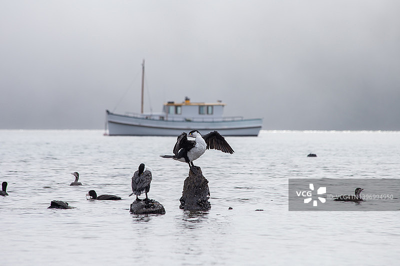 站在树枝上的斑鸬鹚，背景是停泊的船，位于新西兰马尔堡峡湾的瓦塔曼戈海湾图片素材